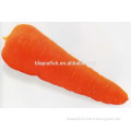 2015 fresh organic carrot for sale